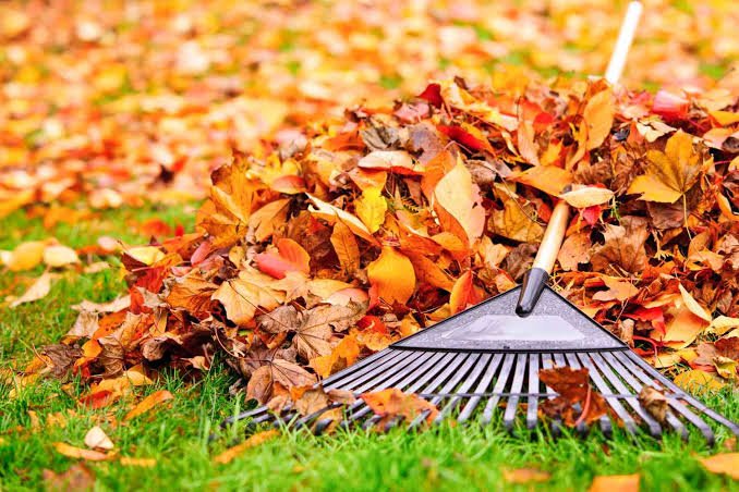 Yard Cleanups